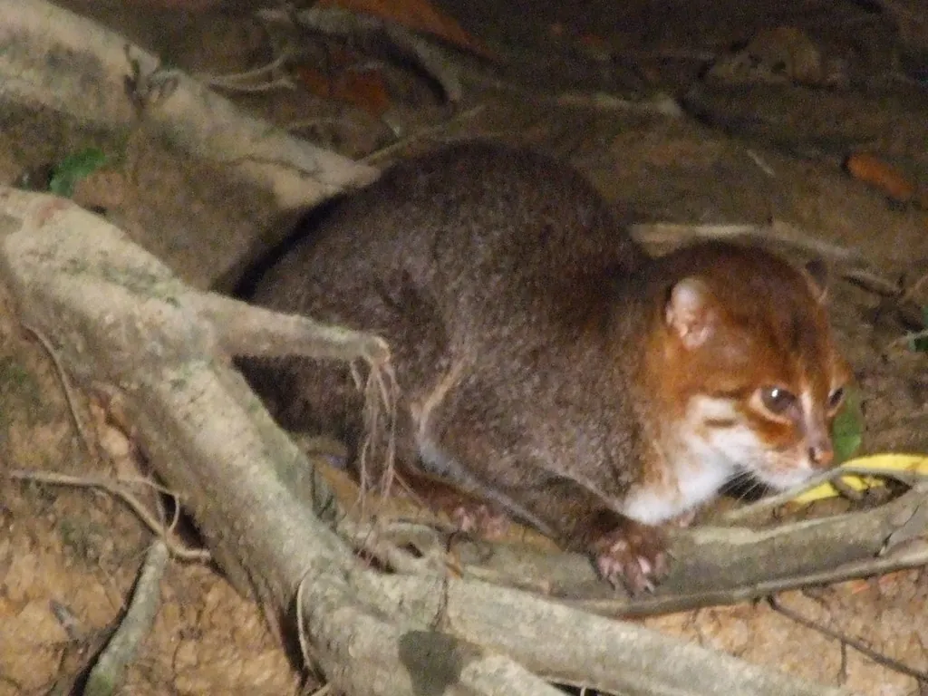 Gato-de-cabeça-chata