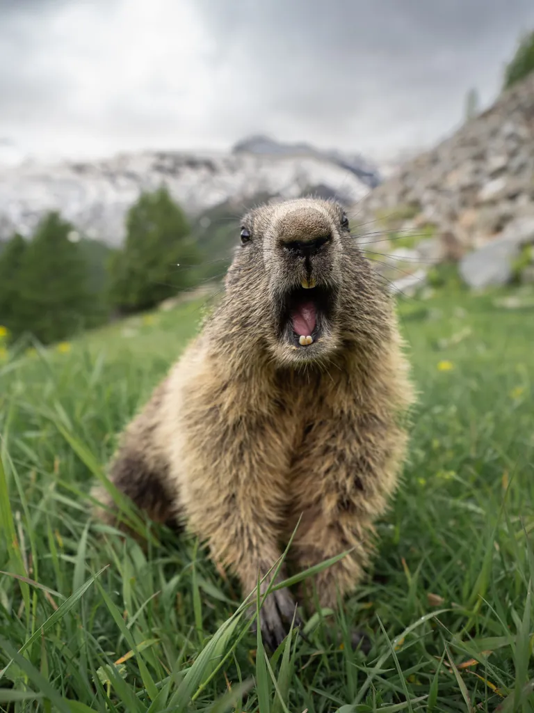 Marmota-alpina