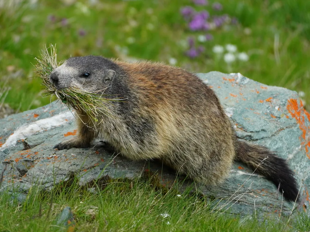 Marmota-alpina
