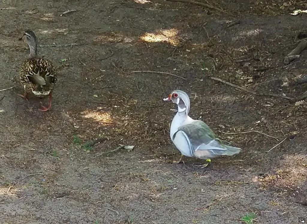 Pato-carolino