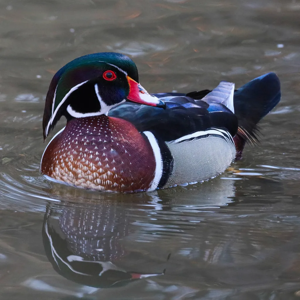 Pato-carolino