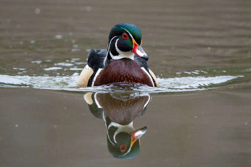 Pato-carolino