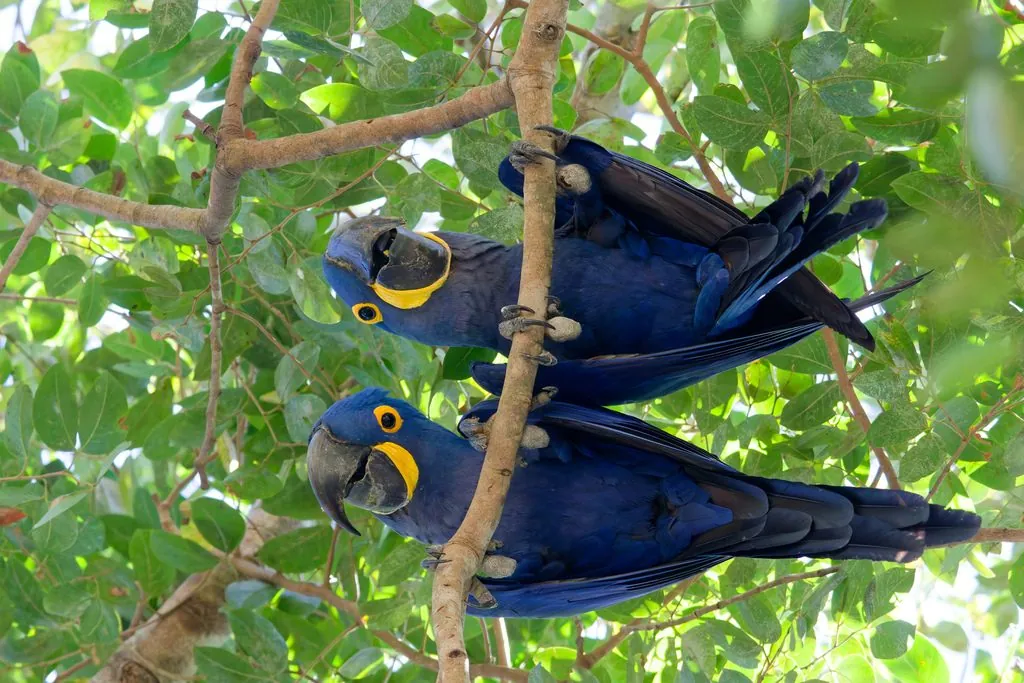 Arara-azul