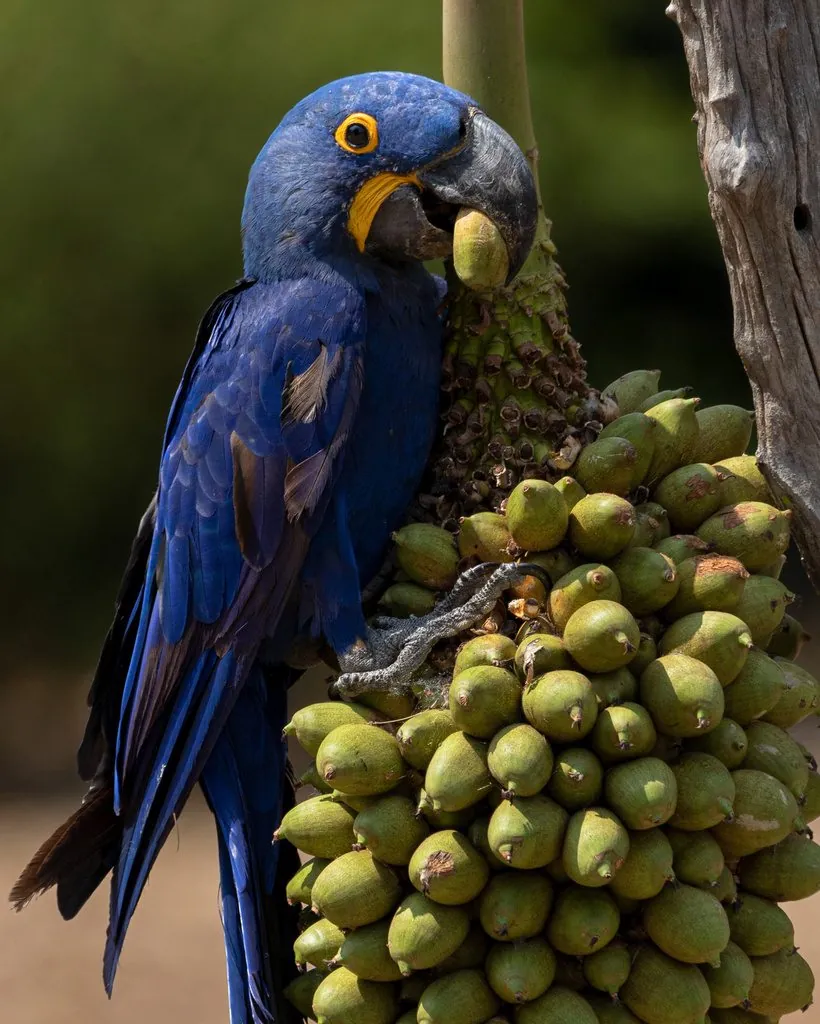 arara-azul