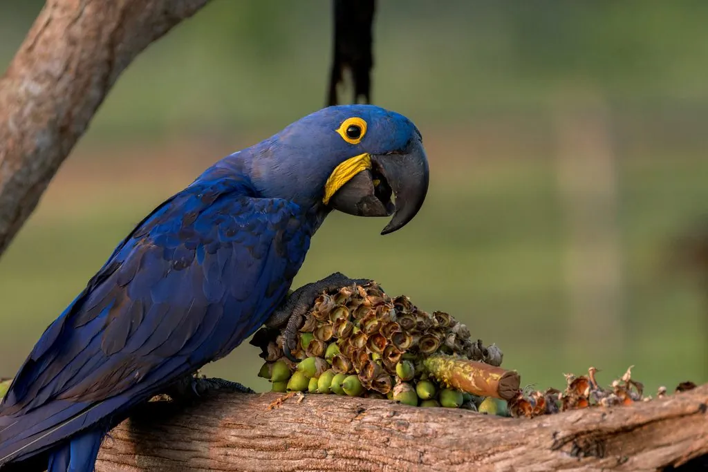 arara-azul