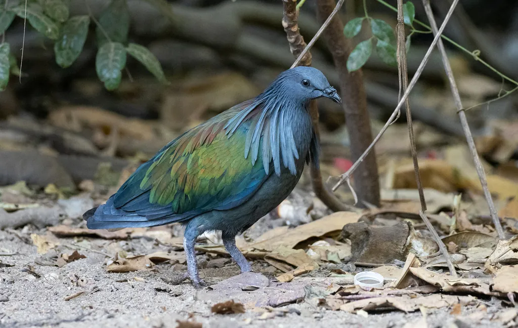 Pombo-de-nicobar