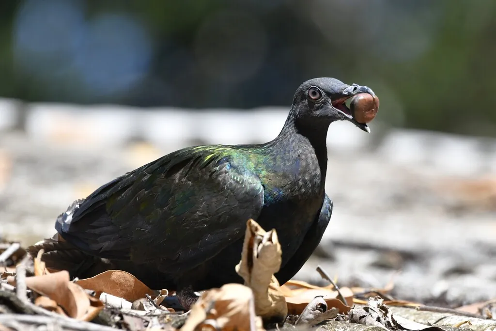 Pombo-de-nicobar