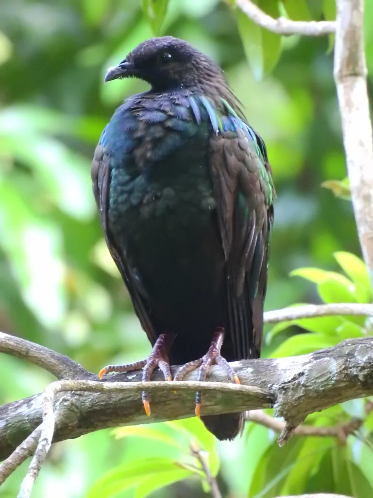 Pombo-de-nicobar
