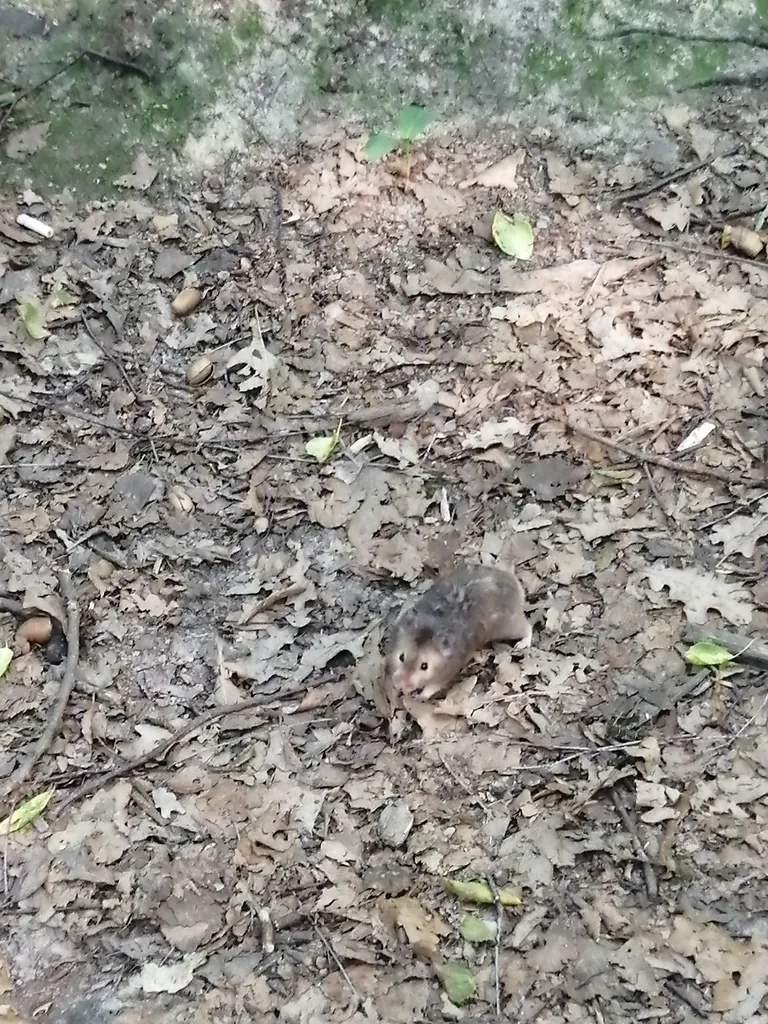 Hamster-sírio