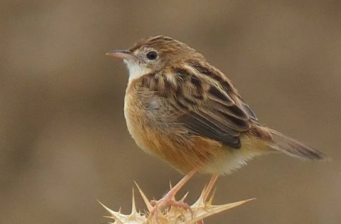 Fuinha-dos-juncos