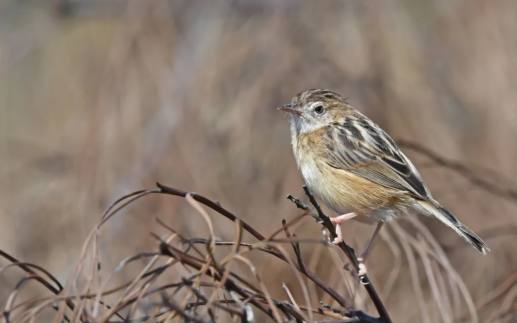 Fuinha-dos-juncos