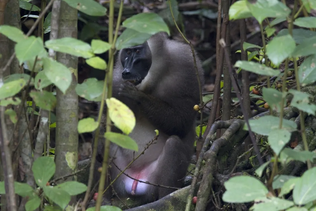 Mandrillus leucophaeus