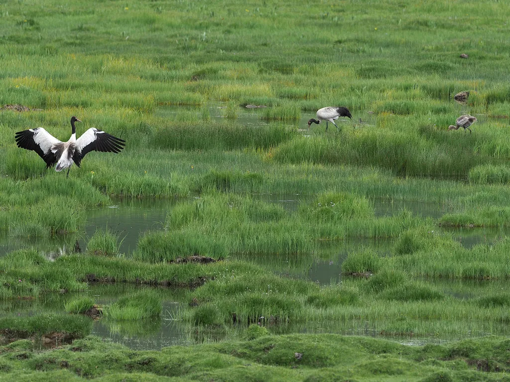 grou-de-pescoço-preto