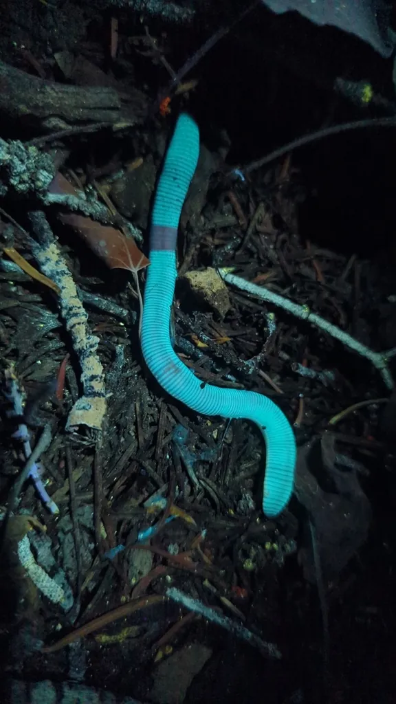 Lumbricus terrestris