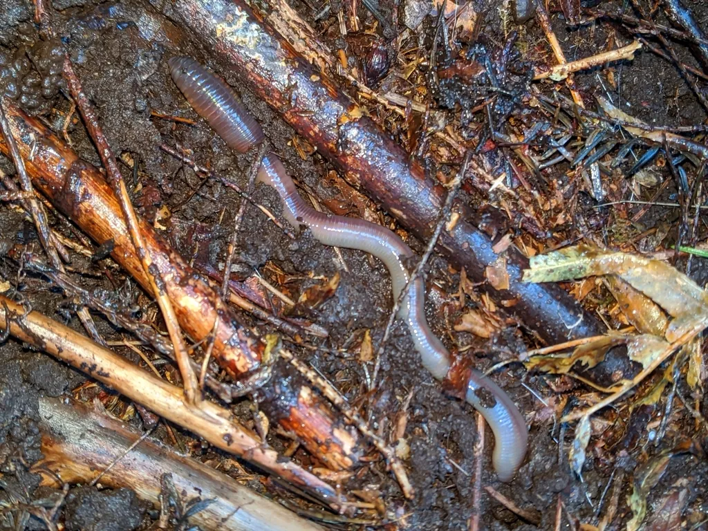 Lumbricus terrestris