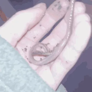 Lumbricus terrestris