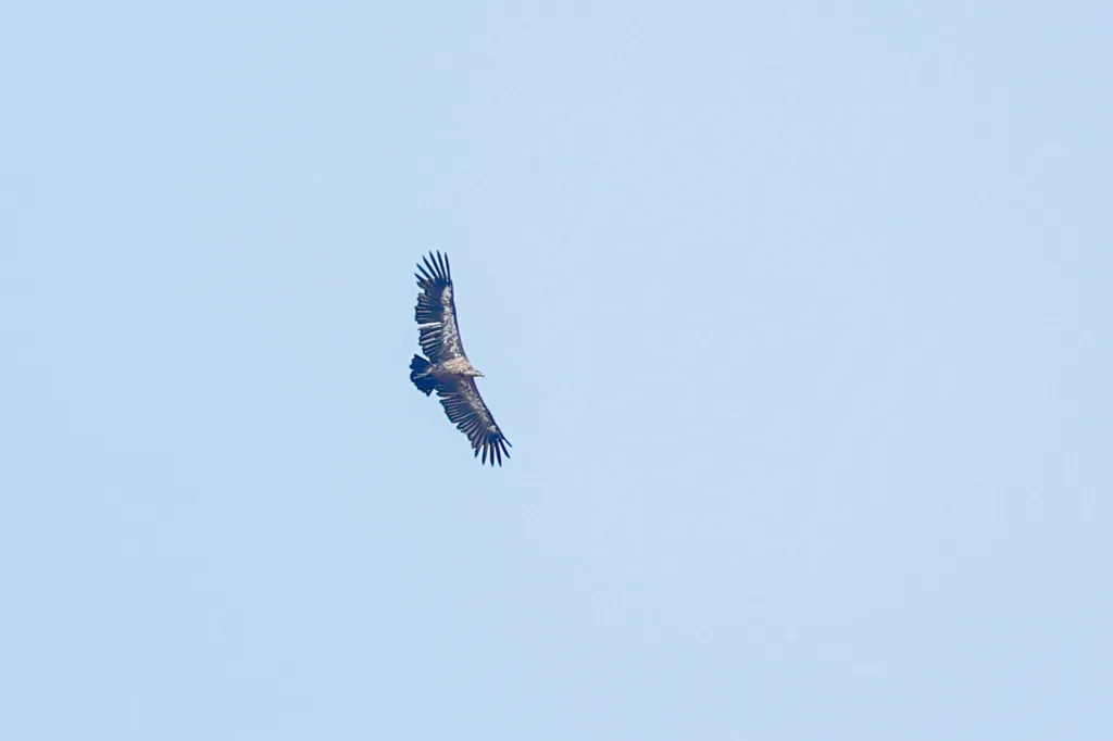 grifo-bengalense