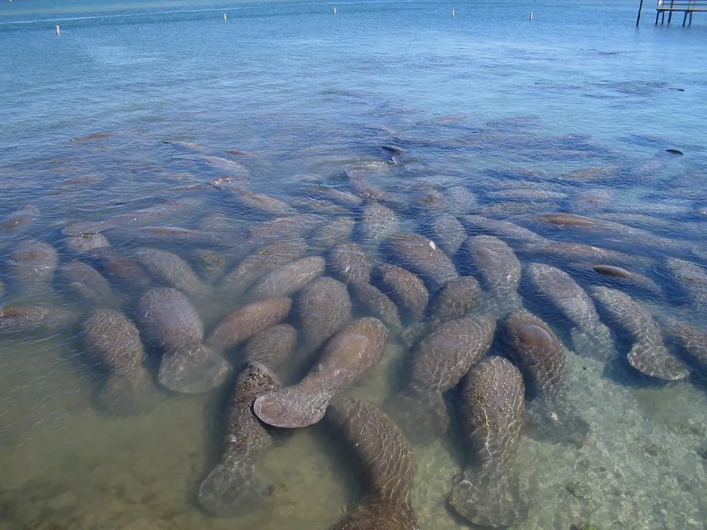 Peixe-boi-marinho