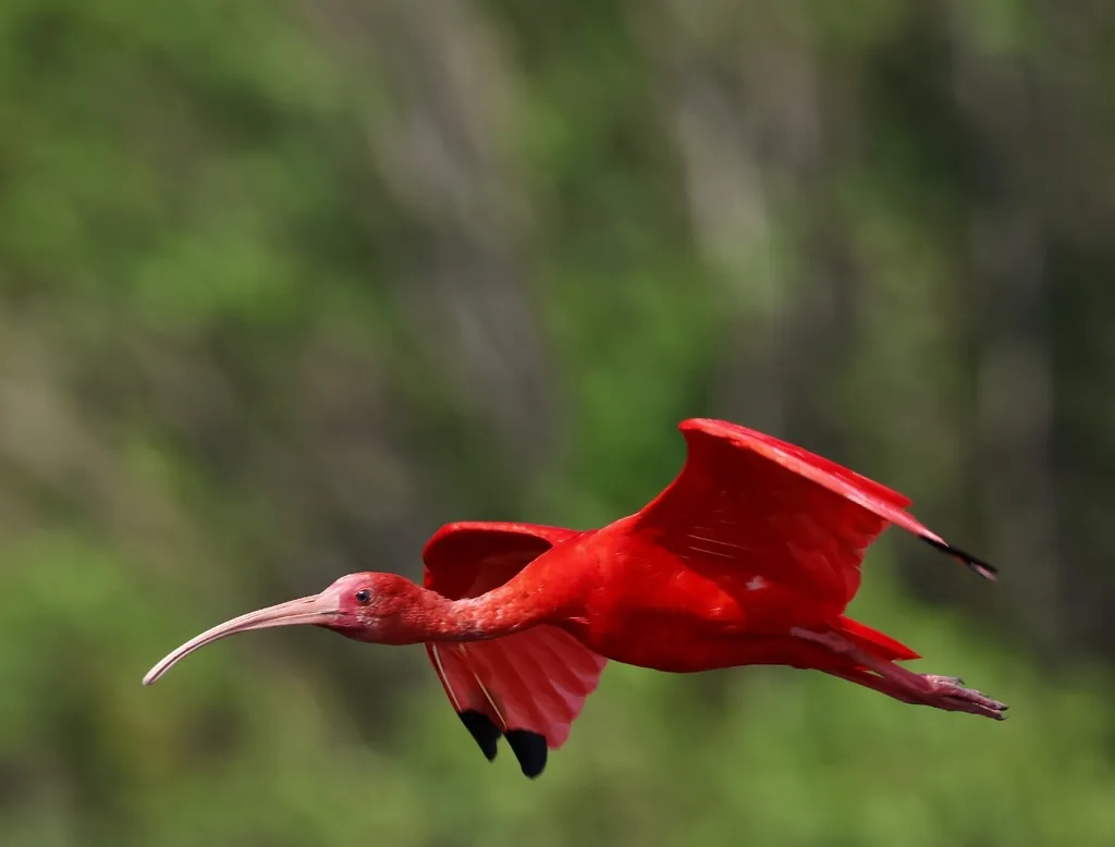 guará