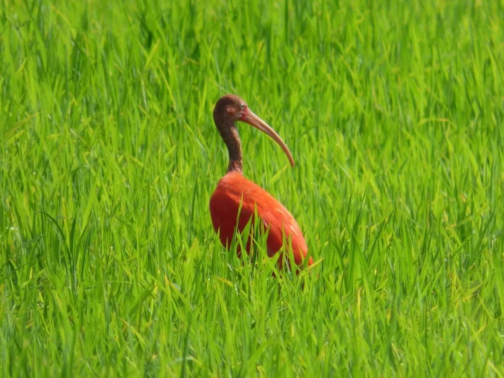 guará