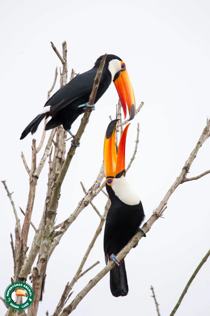 Tucano-gigante