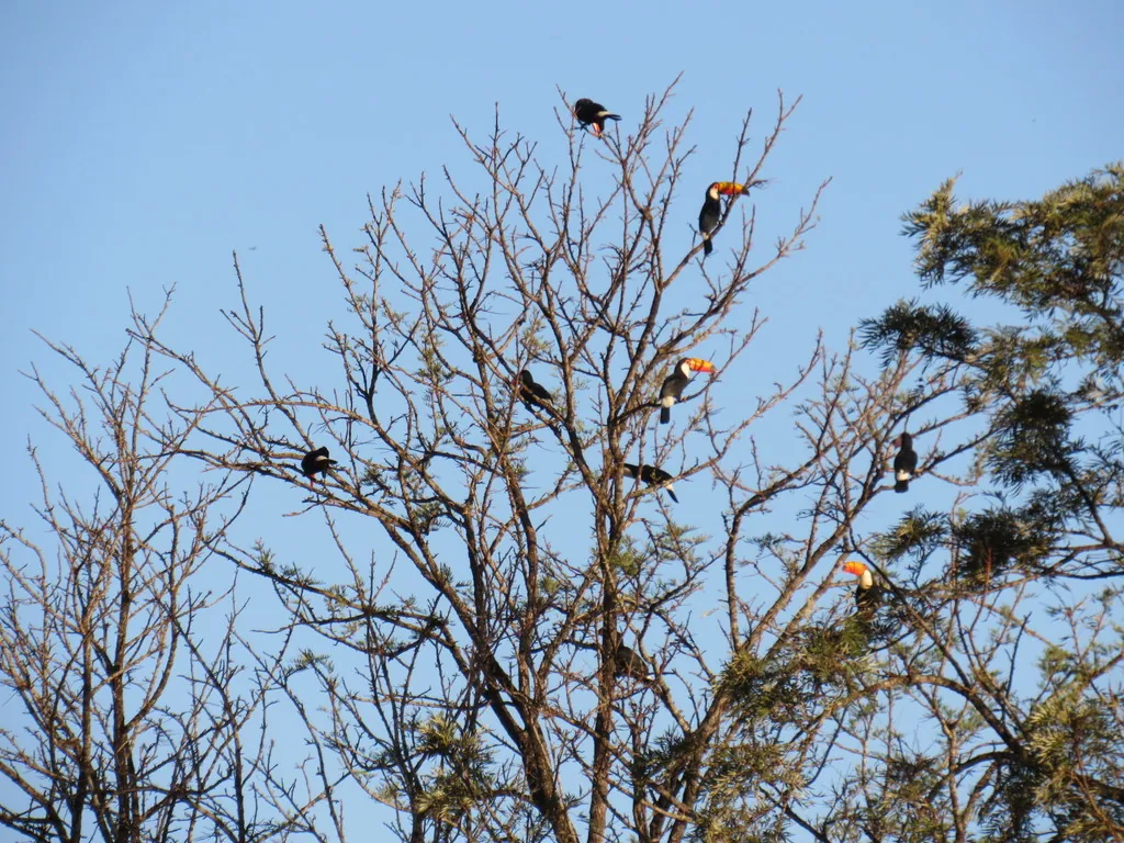 tucano-gigante