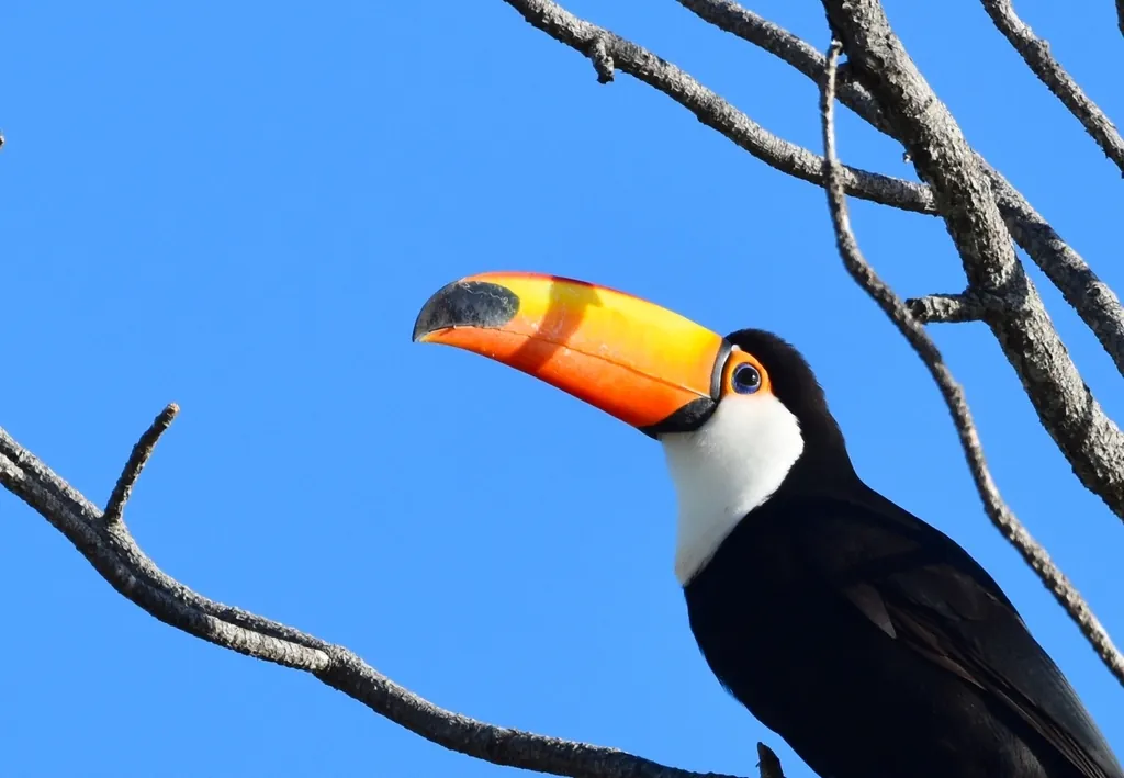 tucano-gigante
