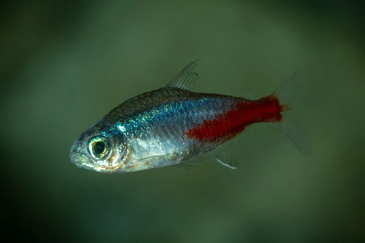 Néon (peixe ornamental)