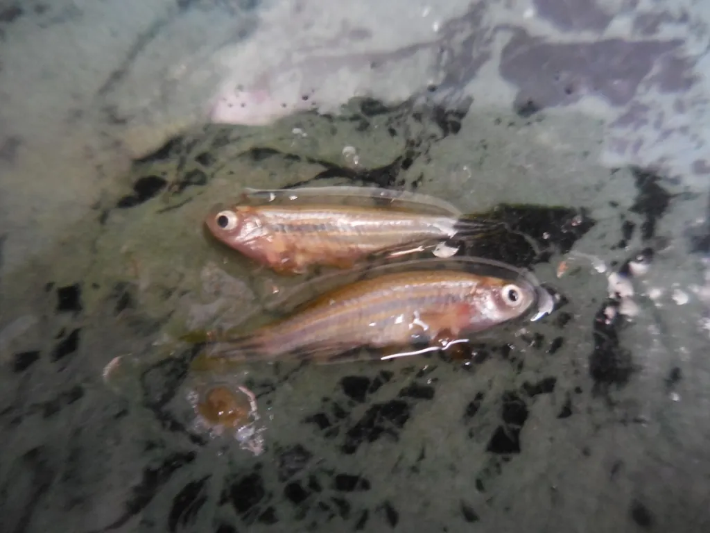 Danio rerio