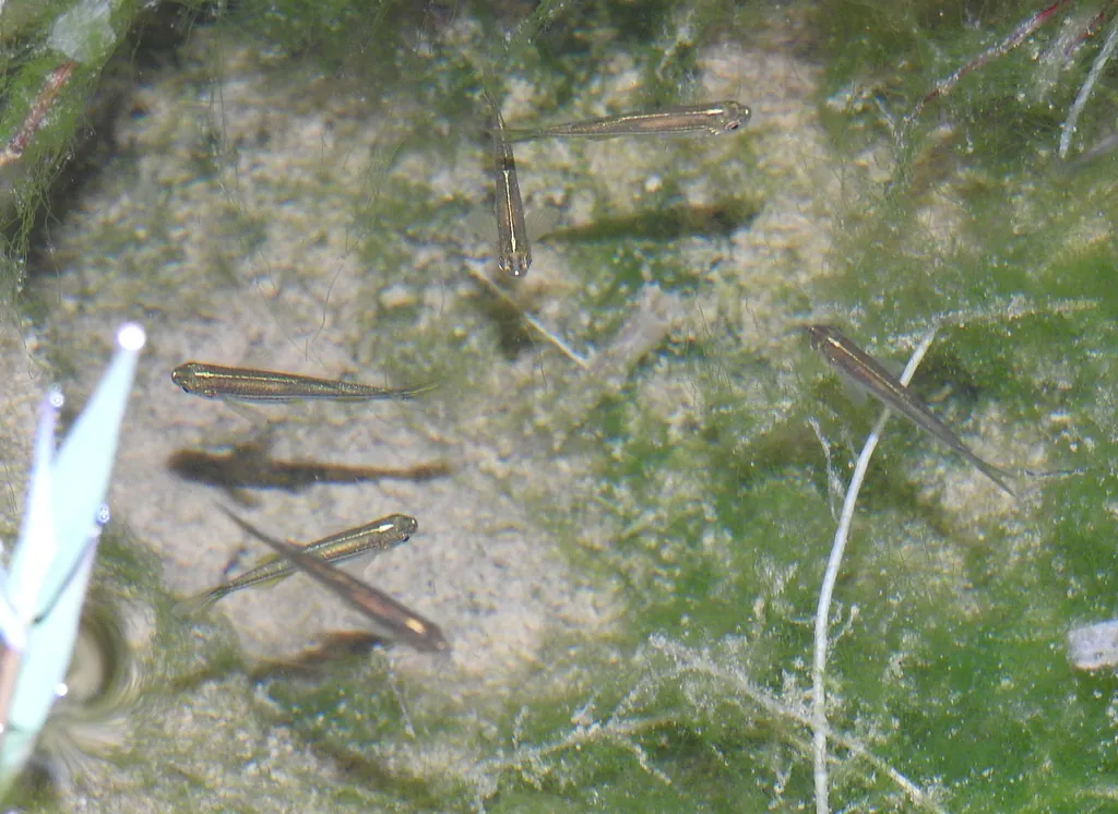 Danio rerio
