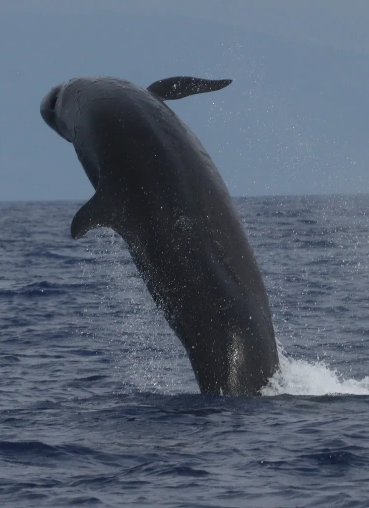 Falsa-orca