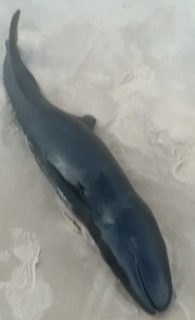 Falsa-orca