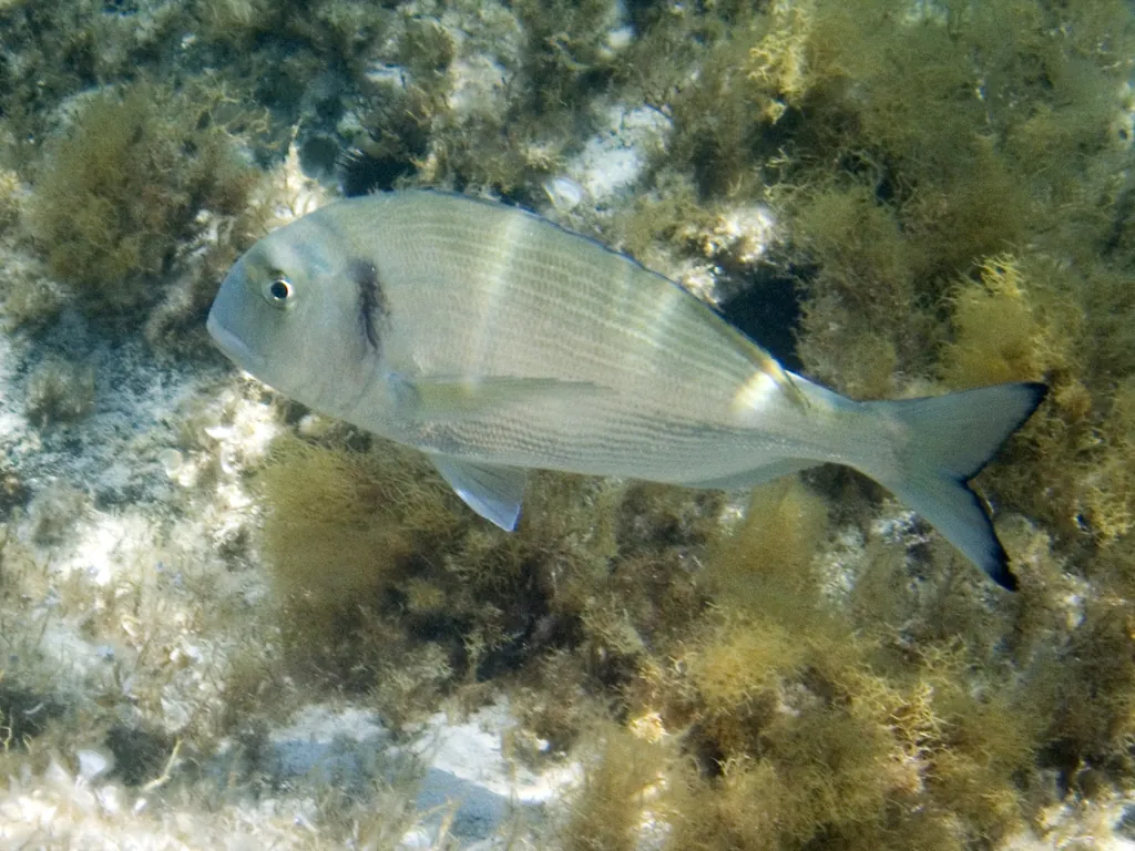 Dourada