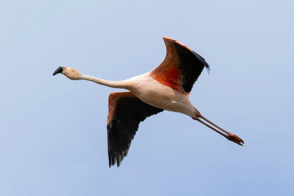 flamingo-chileno