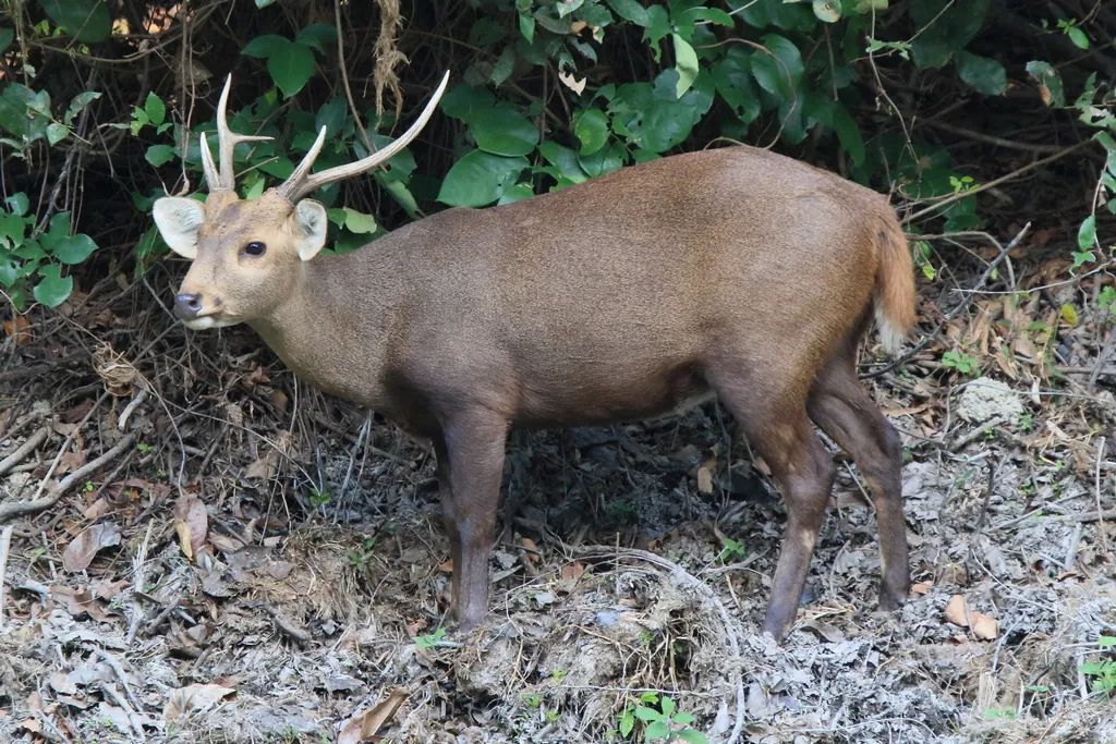 Hyelaphus porcinus
