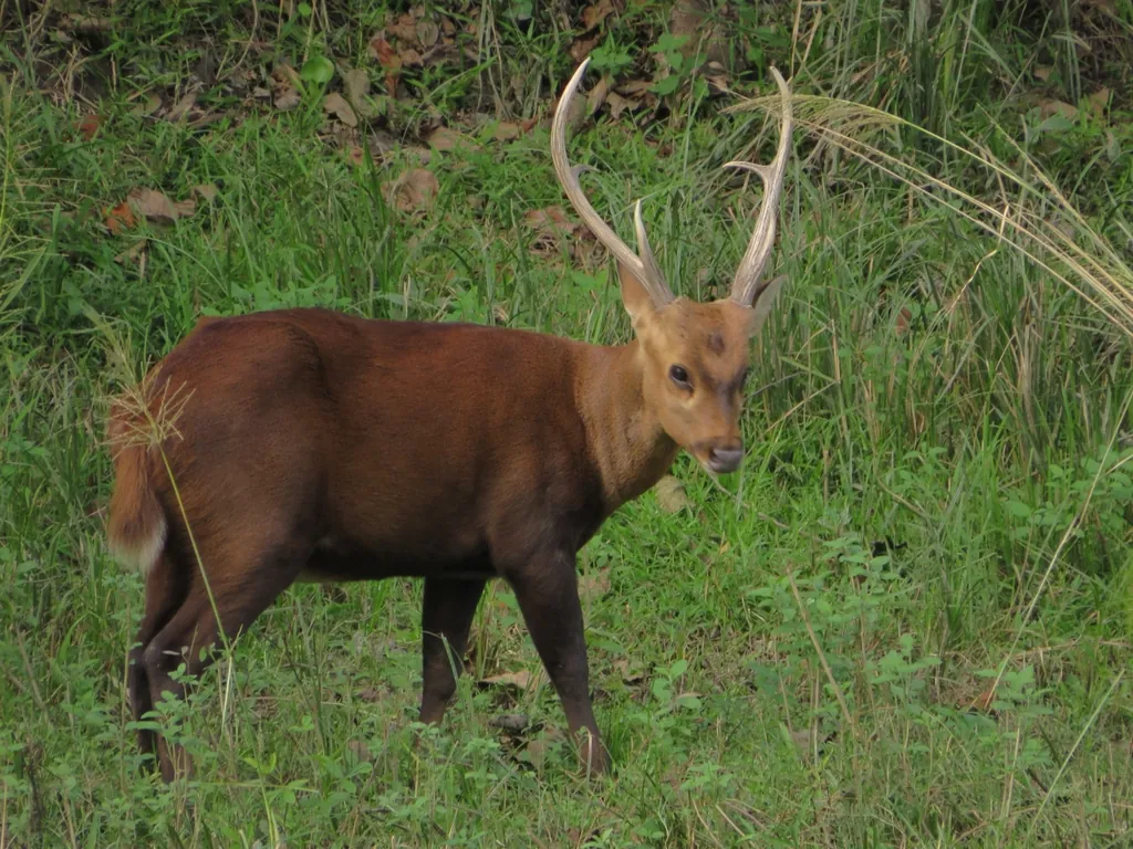 Hyelaphus porcinus