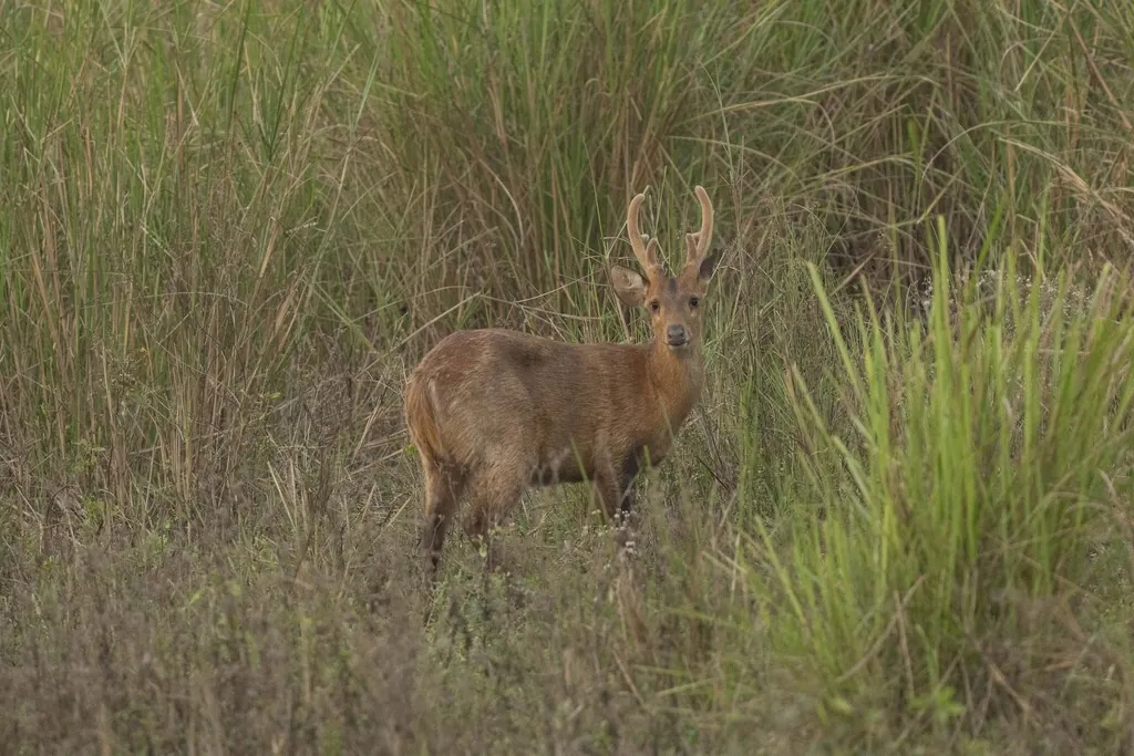 Hyelaphus porcinus