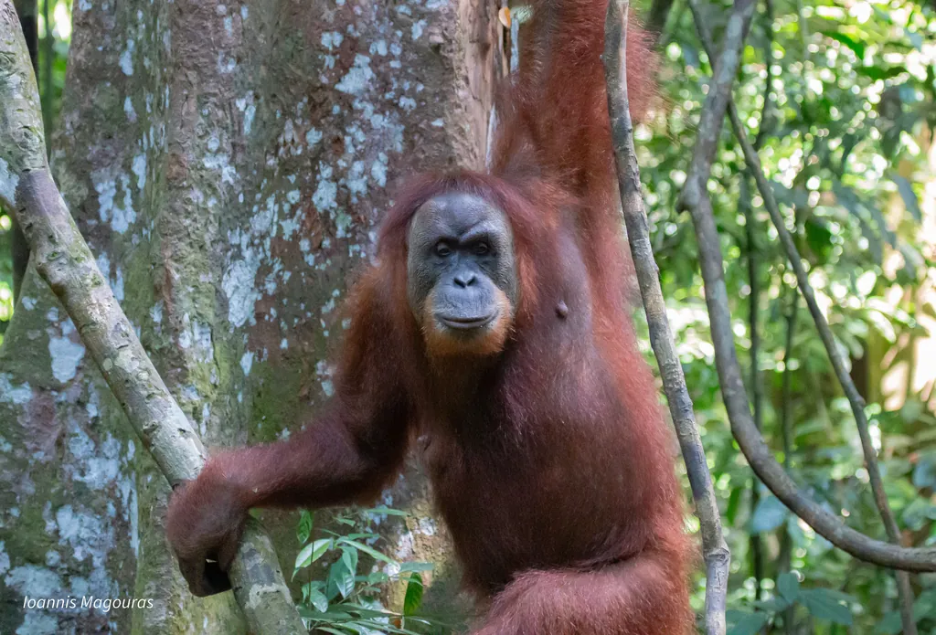 Orangotango-de-sumatra