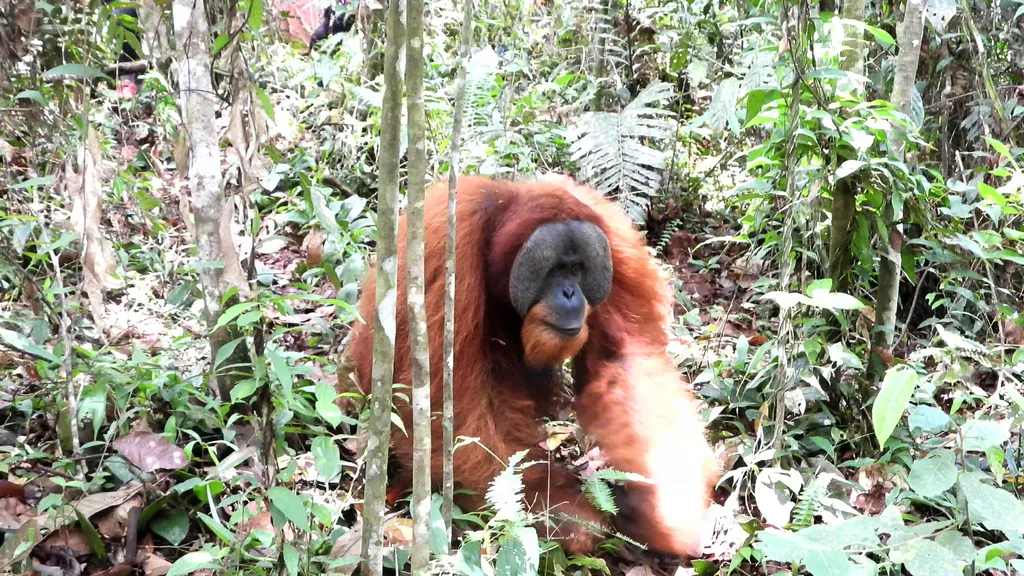 Orangotango-de-sumatra