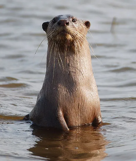 Lontra-de-pelo-liso