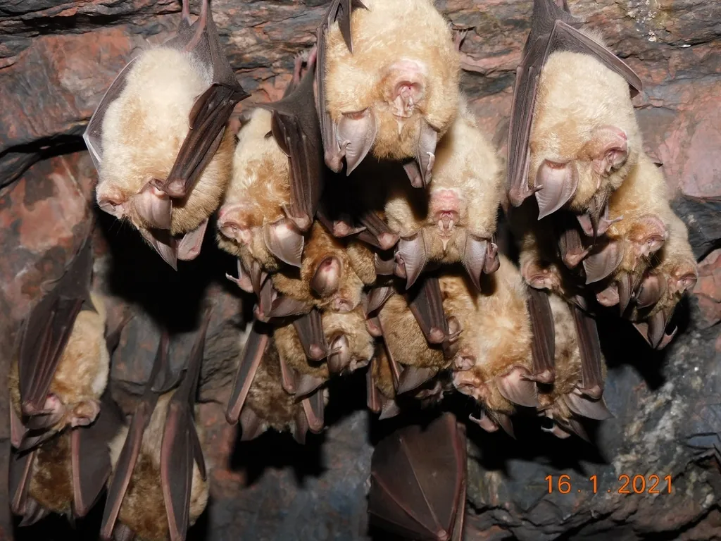 Rhinolophus ferrumequinum
