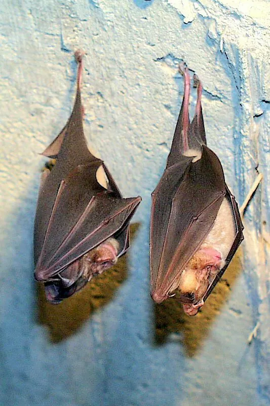 Rhinolophus ferrumequinum