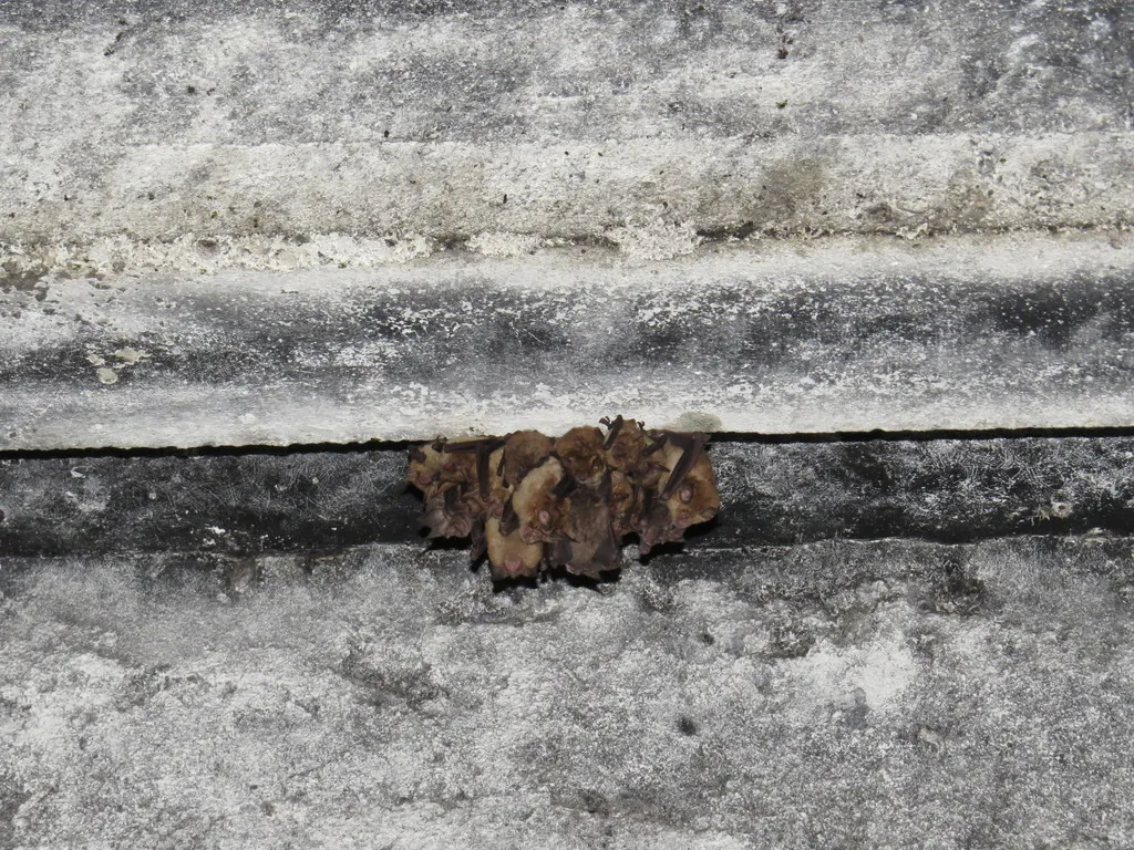 Rhinolophus ferrumequinum