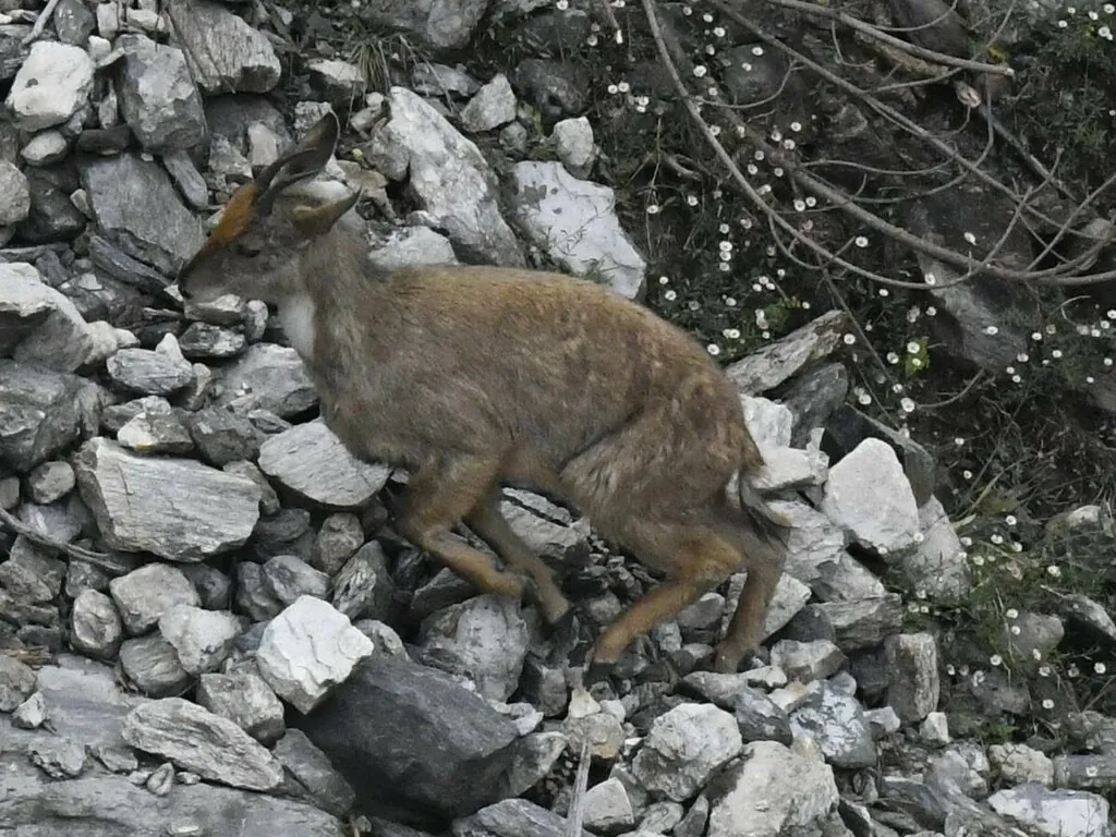 Naemorhedus goral