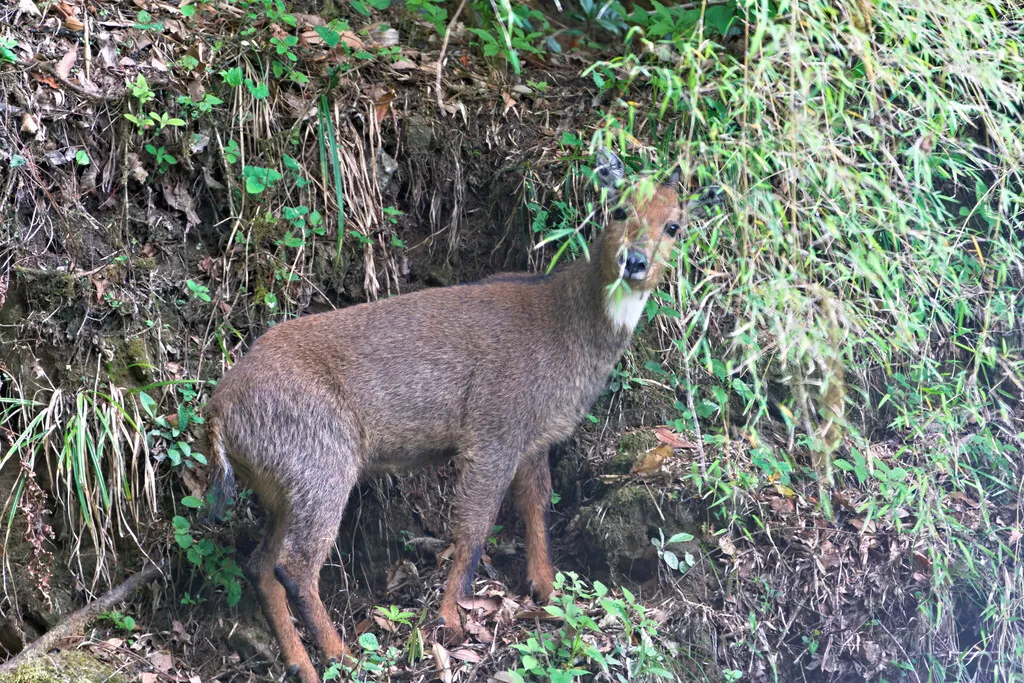 Naemorhedus goral