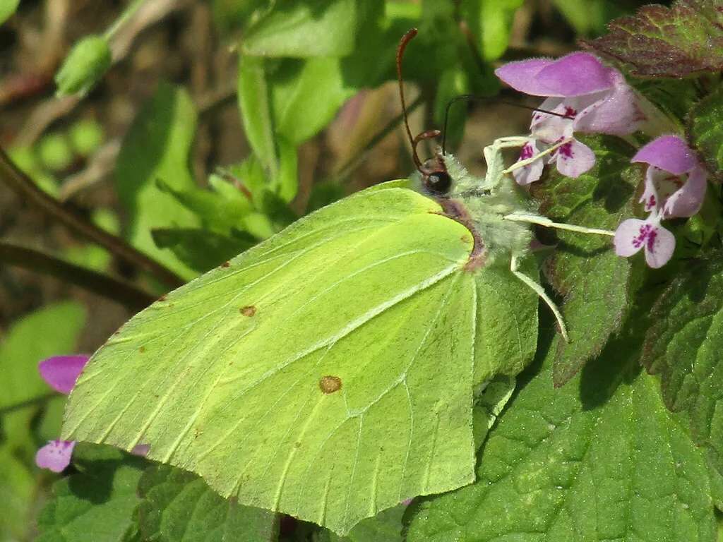 Borboleta‑limão