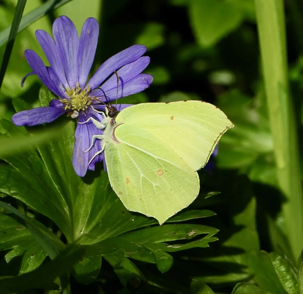 Borboleta‑limão