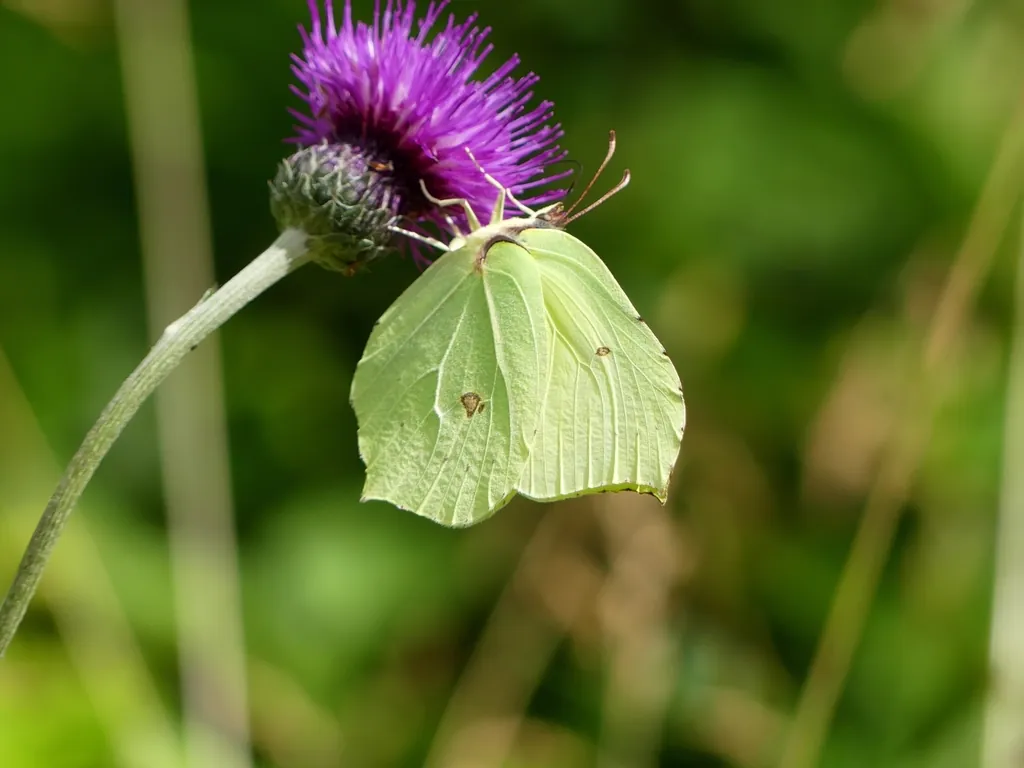 Borboleta‑limão