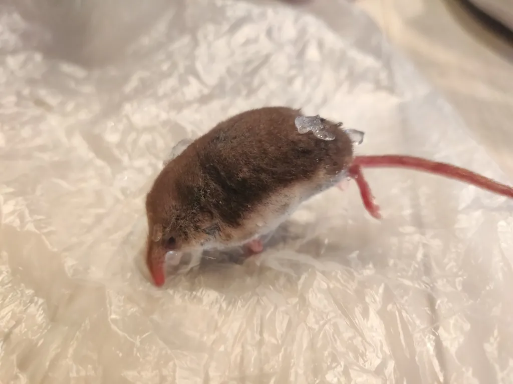 Sorex minutus