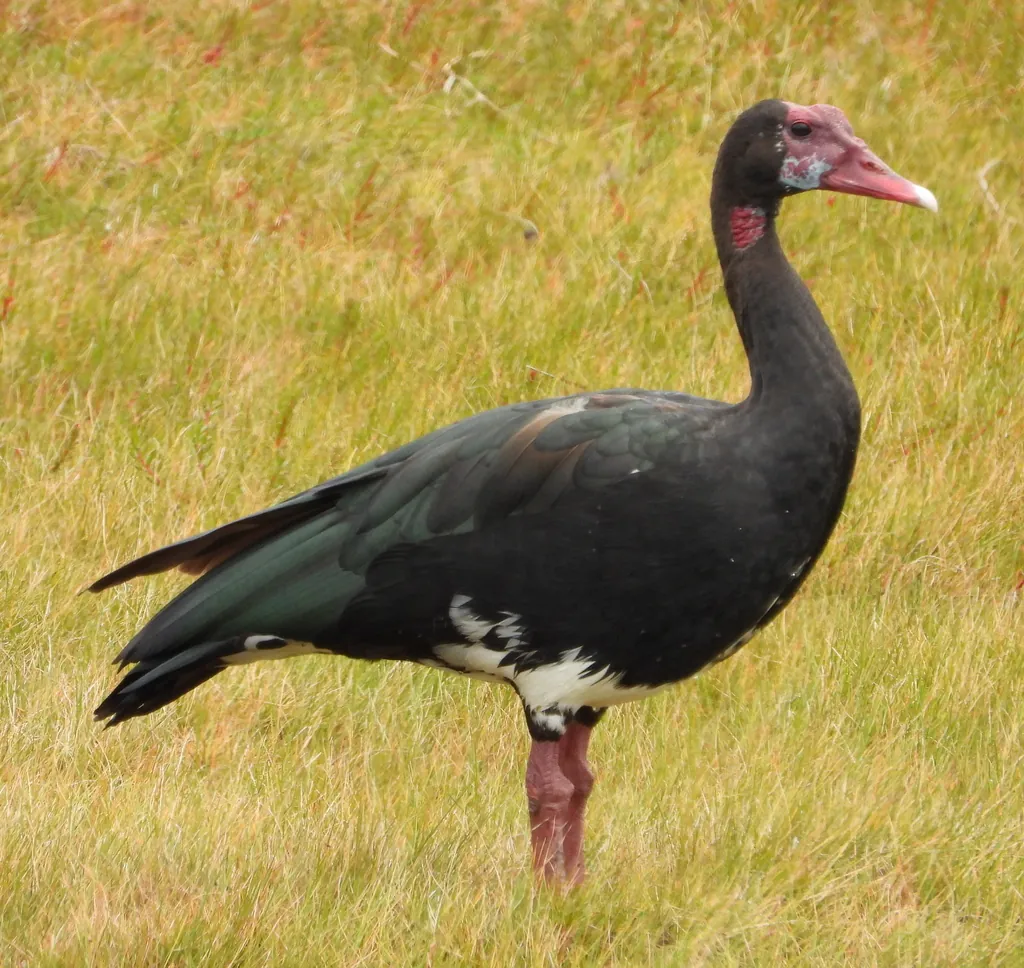 Pato-ferrão
